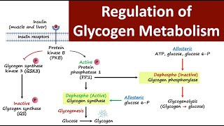 Regulation of Glycogen Metabolism  Glycogen Metabolism  Carbohydrate Metabolism  Biochemistry [upl. by Bethina]