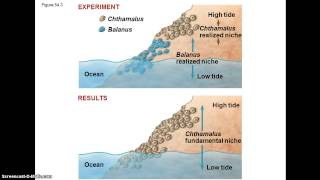 AP Bio  Chapter 54 [upl. by Albers]