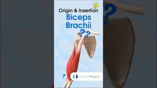 Biceps Brachii Anatomy physicaltherapy physiotheraphy anatomy biceps [upl. by Mast256]