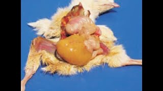 Yolk Sac Infection Omphalitis in Chicks [upl. by Dallon]