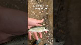 Slow day on Caneyville fishspecies livebaitfishing freshwaterfish fish bassfishing [upl. by Hermosa]