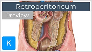 Retroperitoneal organs definition structures preview  Human Anatomy  Kenhub [upl. by Keynes190]