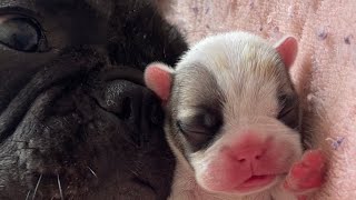 French Bulldog Puppies Journey Newborn to 1 Month Old  Cuteness Overload 🐾❤️ [upl. by Butch992]