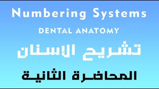 تشريح الاسنان المحاضرة الثانية  Dental Anatomy Numbering Systems  crown amp roots  tooth surfaces [upl. by Caras]