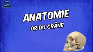 Tutorat Anatomie  Os du crâne [upl. by Leban]