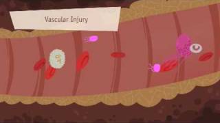 Hemostasis Coagulation and Fibrinolisis [upl. by Waxman]