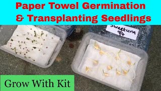 Paper towel seed germination  Transplanting seedlings [upl. by Pessa]