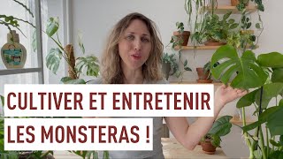 Cultiver et entretenir les Monsteras [upl. by Ailema937]