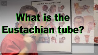 Eustachian Tube explained [upl. by Derna]