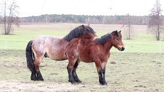 Two horses gallop freely in a scenic countryside with a farmhouse and green trees in the background [upl. by Eynaffit616]