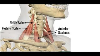 Two Minutes of Anatomy Scalenes [upl. by Ursas116]