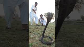 snake attack video [upl. by Ber]