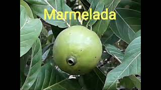 Marmelada do Campo [upl. by Romano]