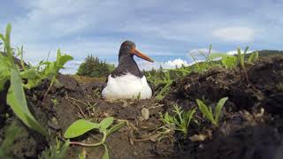 Oystercatcher Haematopus ostralegus incubating eggs on nest alarm calling UK [upl. by Ahsimak]