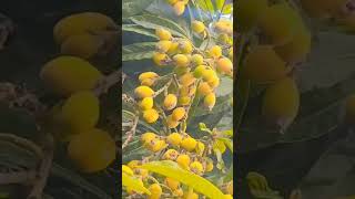 Beautiful fruit tree Loquat Eriobotrya japonica or Japanese plum [upl. by Tisbee]