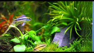 Apistogramma trifasciata pair displaying [upl. by Becca]