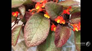 Episcia  garden plants [upl. by Oralle90]