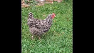 Barred Rock laying hens 😍🐔🥚chicken laying hens brown eggs barred rock [upl. by Aitropal970]