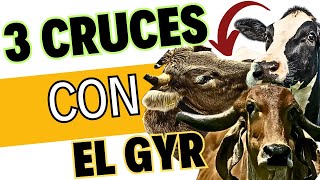 🤩 Los 3 MEJORES CRUCES con el GYR para MAYOR LITROS de LECHE 🏆 [upl. by Enitsenrae195]