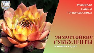 Зимостойкие суккуленты в наших садах  молодило седумы горноколосники [upl. by Aillil199]