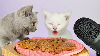 Cats Eating Delicious Cat Food ASMR MUKBANG [upl. by Rhea]