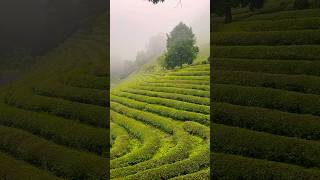 Korea Beautiful Place  Boseong Green Tea Field on a Rainy Day 보성녹차밭 [upl. by Nhaj]