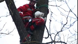 Katze von Baum gerettet [upl. by Dal]