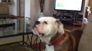 Old English Bulldogs barking [upl. by Anais]