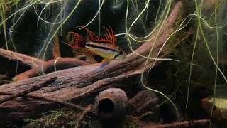 Blackwater aquascape with baby Apistogramma [upl. by Virendra]