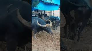 kerbau arena GMT Tobatu Toraja Utara torajapopuler animals torajaunik torajaindah [upl. by Harhay]