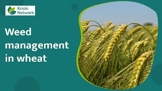 The Life Cycle of Wheat Stem Rust [upl. by Zusman]