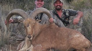 FREE RANGE AOUDAD HUNTING IN WEST TEXAS [upl. by Aeslahc]