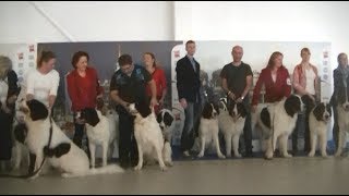 Landseer European Continetal Type at Euro dog show 2018 Warsaw [upl. by Anwaf]