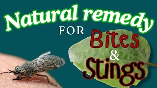 Natural remedies  bug bites and stings  greater plantain  food and medicine [upl. by Leander]