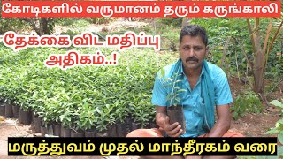 இரும்பை விட வலிமையான கருங்காலி மரம் வளர்ப்பு  Karungali Tree cultivation and its uses [upl. by Anaic]