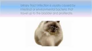 Cat Urinary Tract Infection Symptoms  PawCheck™ [upl. by Yrroc439]