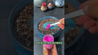 알아야 할 다육 식물에 대한 유용한 팁 suculentas succulent 다육이들 多肉植物 [upl. by Odnolor]