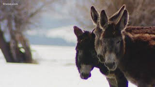 Guard donkeys sent to protect Northern Colorado cow herd from wolves [upl. by Ahsenat83]