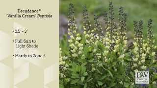 Proven Winners® Gardener Channel Decadence® ‘Vanilla Cream’ Baptisia [upl. by Leroj]