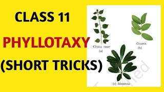 Short TricksMnemonicsPhyllotaxyClass 11NcertTricksBeats For Biology [upl. by Naahs]