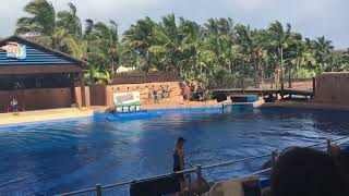 Spectacular Dolphin Performance at uShaka Marine World  Durbans Top Attraction [upl. by Nekciv]