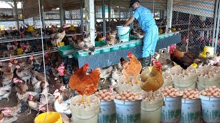 Full Video  Harvesting eggs of Chicken Farms  Farm And Country Life [upl. by Leizo]