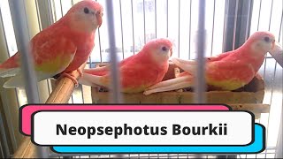 Bourke Parakeet are wonderful parrot [upl. by Nerb]