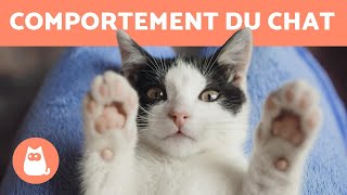 Comportement du chat  Les clés pour les comprendre [upl. by Avad]