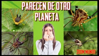 los opiliones  mini documentales [upl. by Emmerie898]