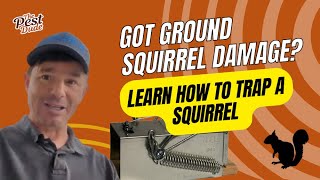 Ground Squirrel Damage How to trap a squirrel [upl. by Ika577]