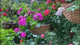 How to Grow Geraniums on the TREE My Pelargonium Garden in LONDON [upl. by Laucsap]