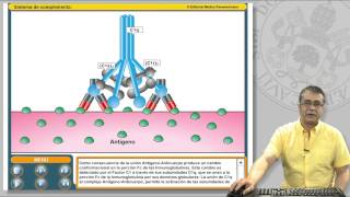 111 EL SISTEMA DE COMPLEMENTO Y SUS RECEPTORES [upl. by Cesar]