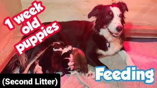 Border Collie Feeding Her 1 Week Old Puppies  Our Puppy Setup [upl. by Chan440]