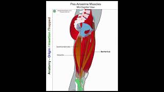 Sartorius  Anatomy Perspective [upl. by Aimal]